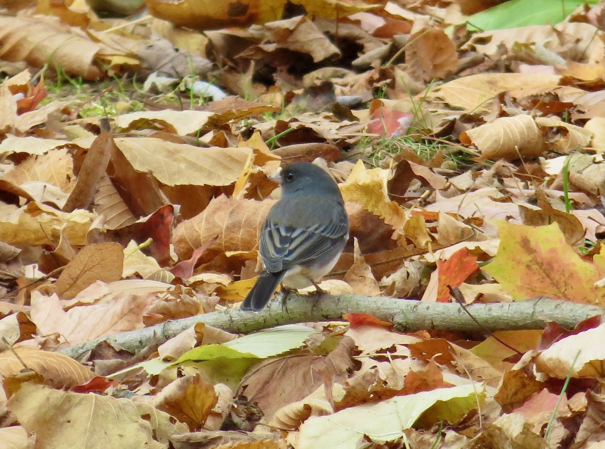 Dark-eyed Junco (Slate-colored) - ML644444672