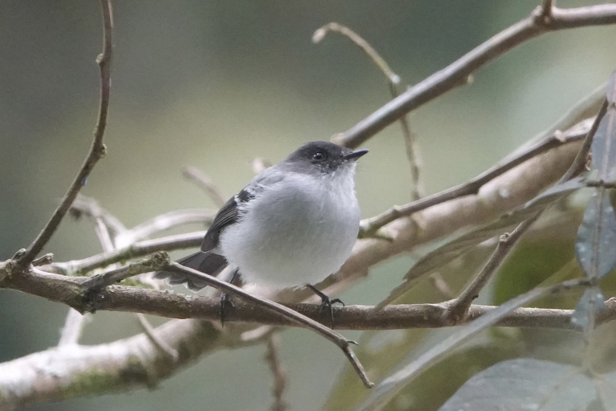 Torrent Tyrannulet - ML644444683