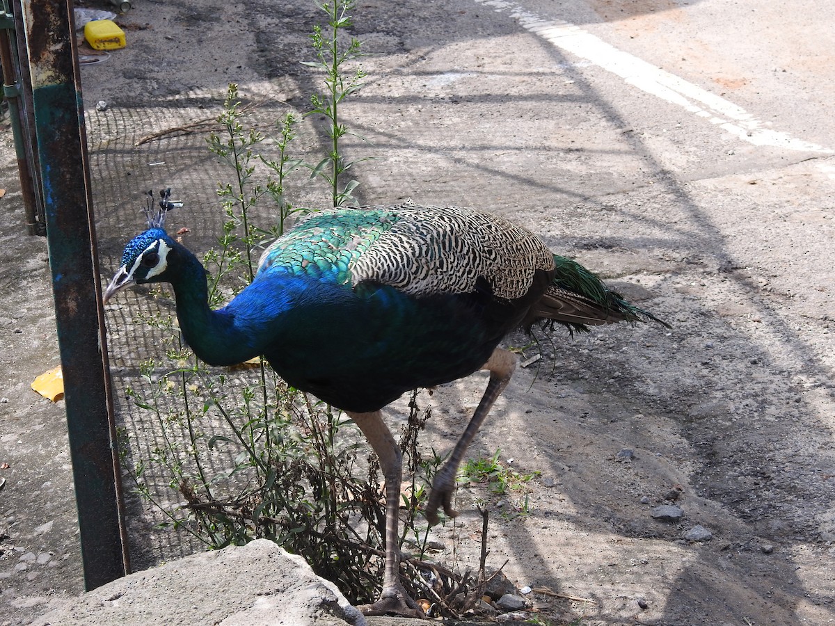 Indian Peafowl - ML644444705