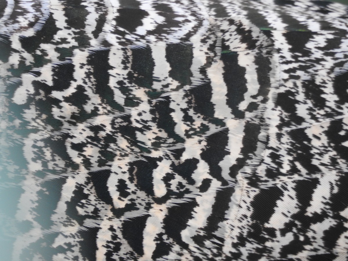 Indian Peafowl - ML644444726