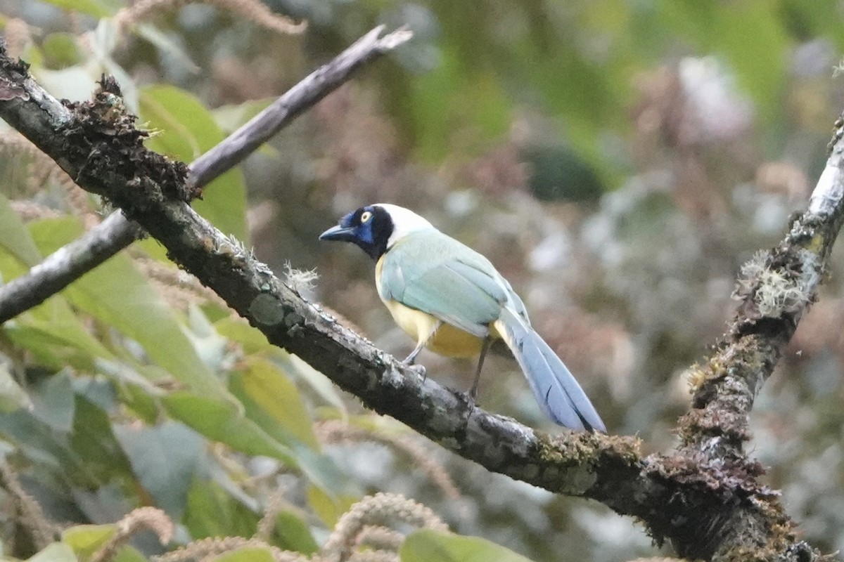 Inkablaurabe - ML644444733