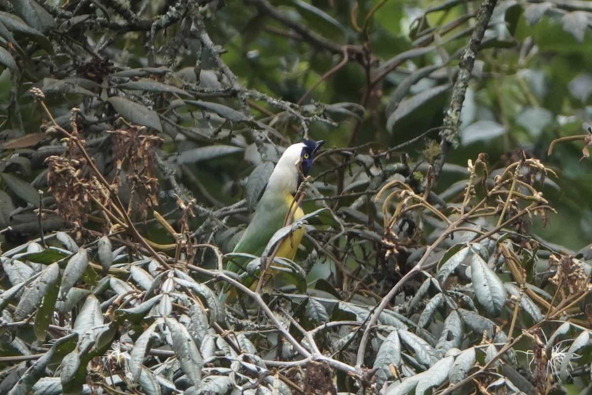 Inkablaurabe - ML644444734