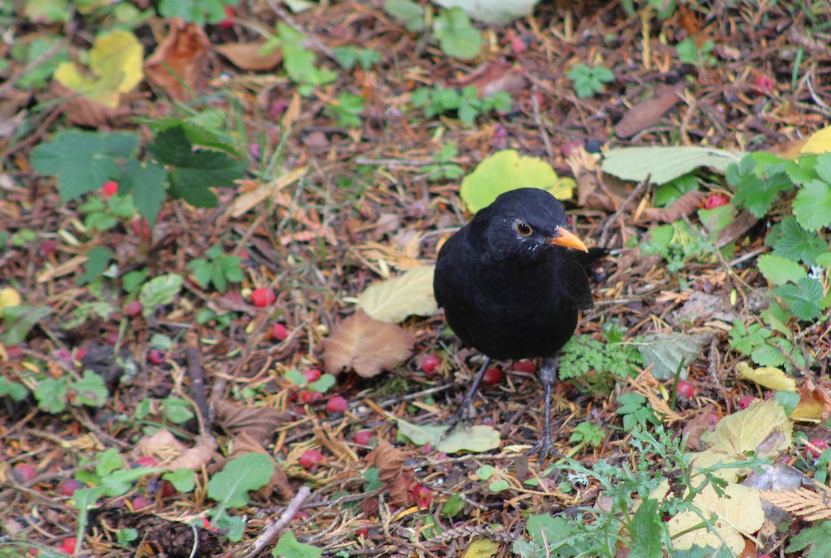 Karatavuk - ML644444738