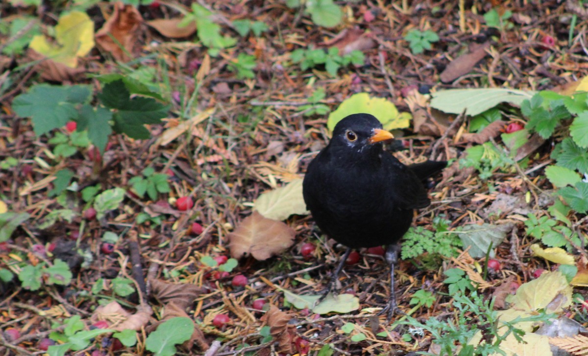 Karatavuk - ML644444739