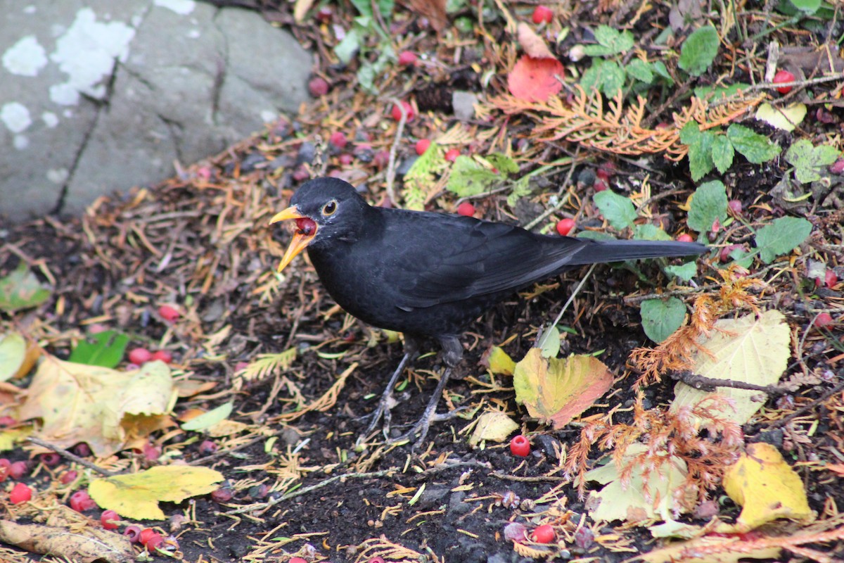 Karatavuk - ML644444740