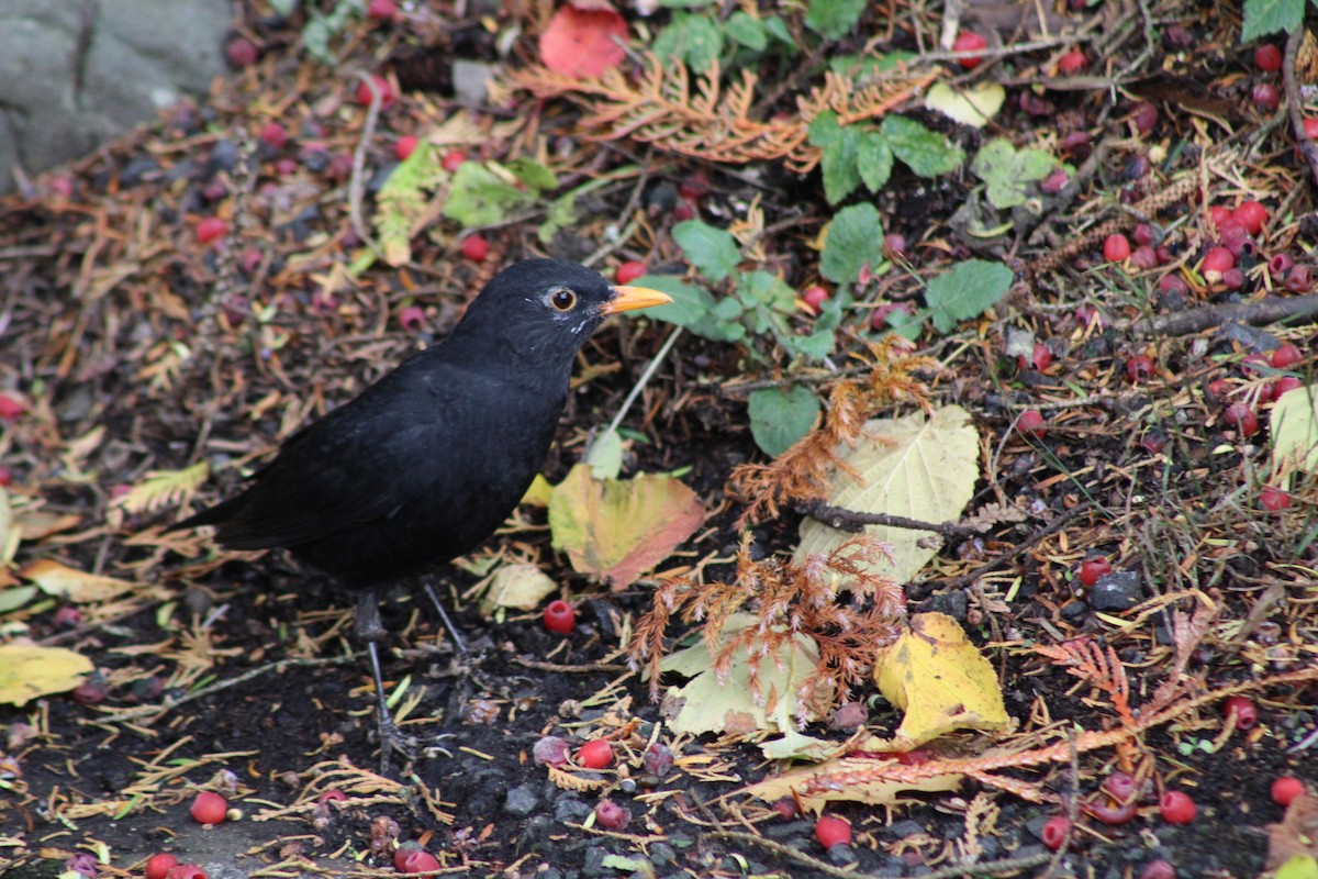 Karatavuk - ML644444741