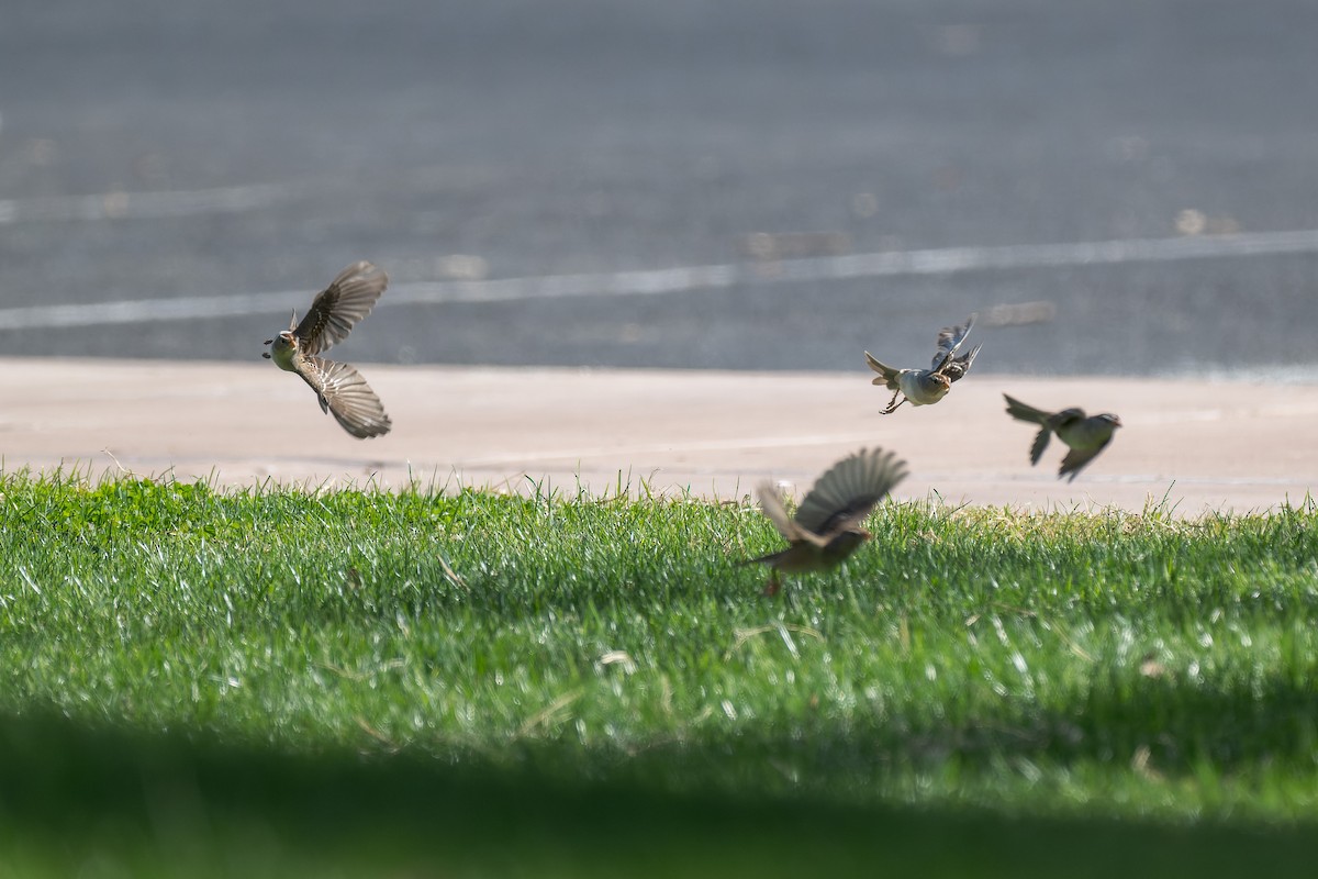 White-crowned Sparrow - ML644444742