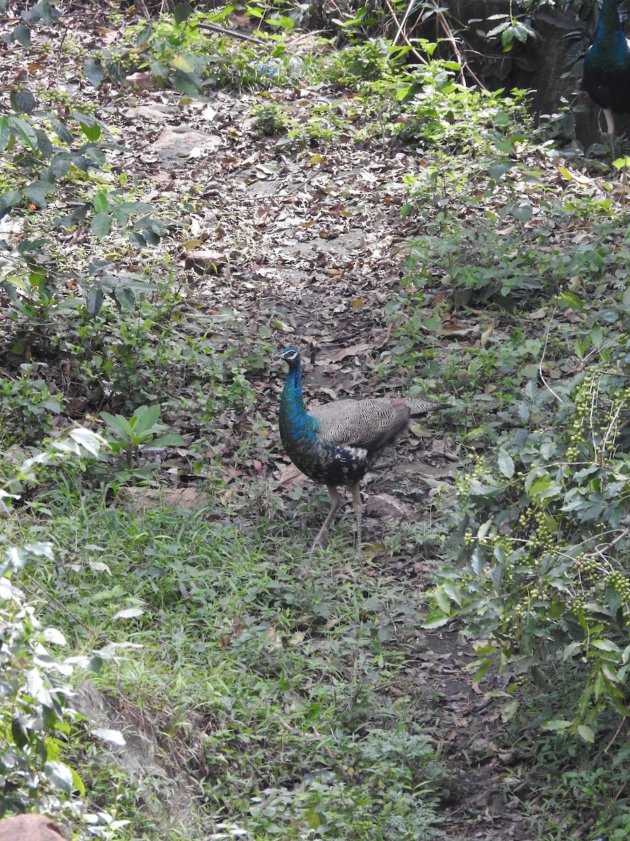 Indian Peafowl - ML644444753