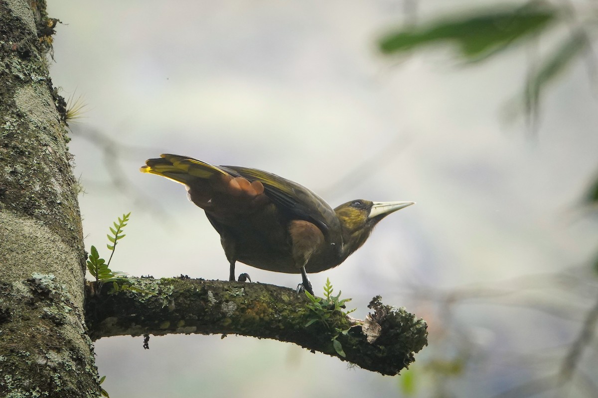 Dusky-green Oropendola - ML644444757