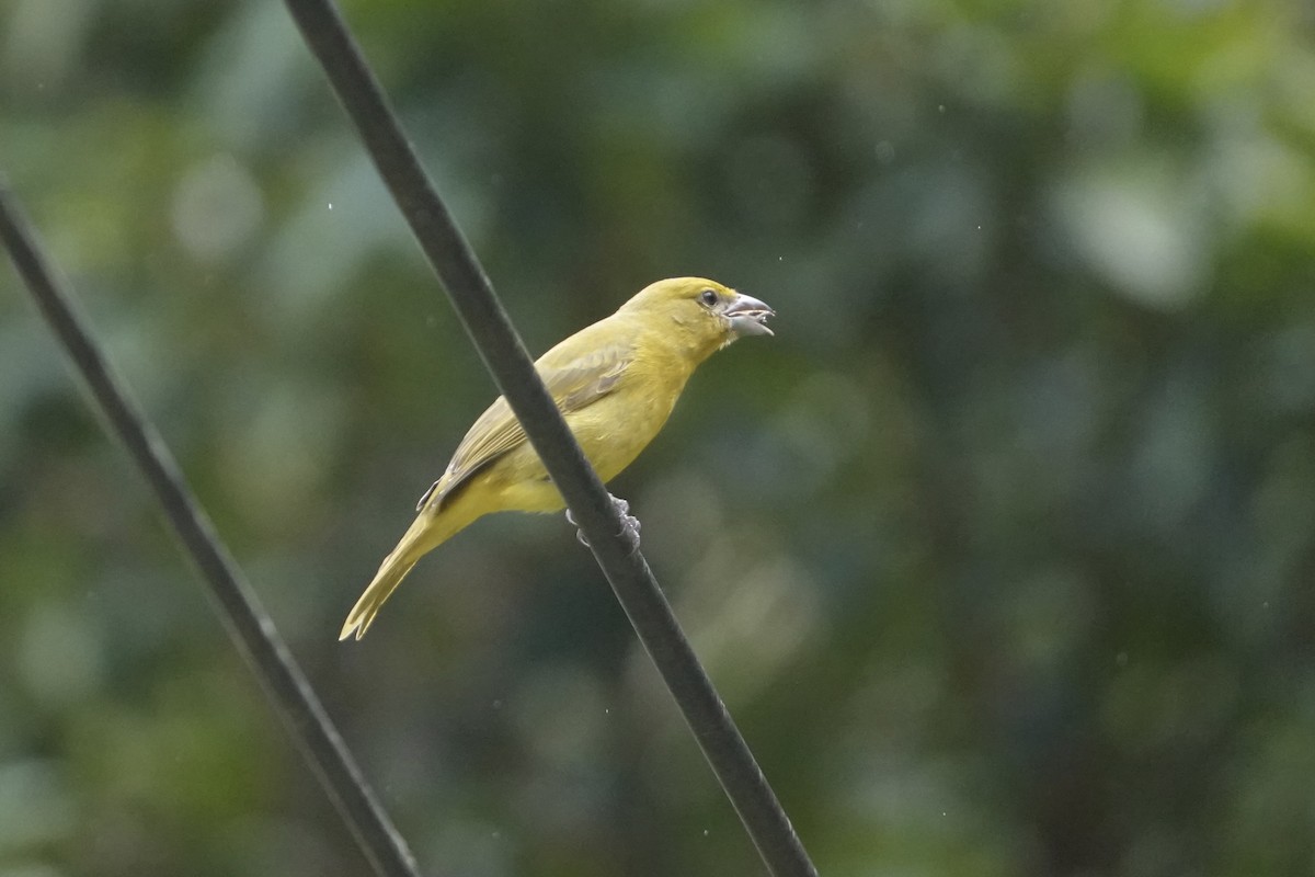 Hepatic Tanager - ML644444770