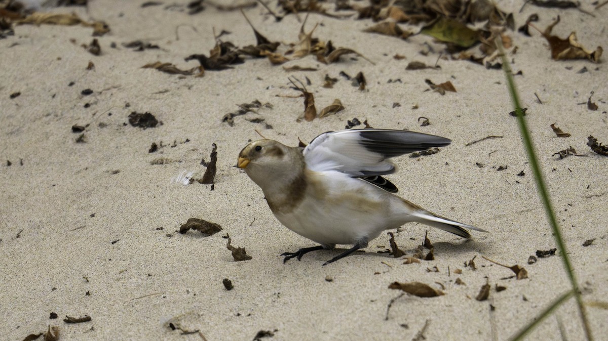 Snow Bunting - ML644444777