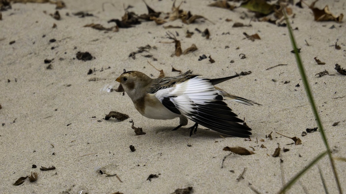 Snow Bunting - ML644444778