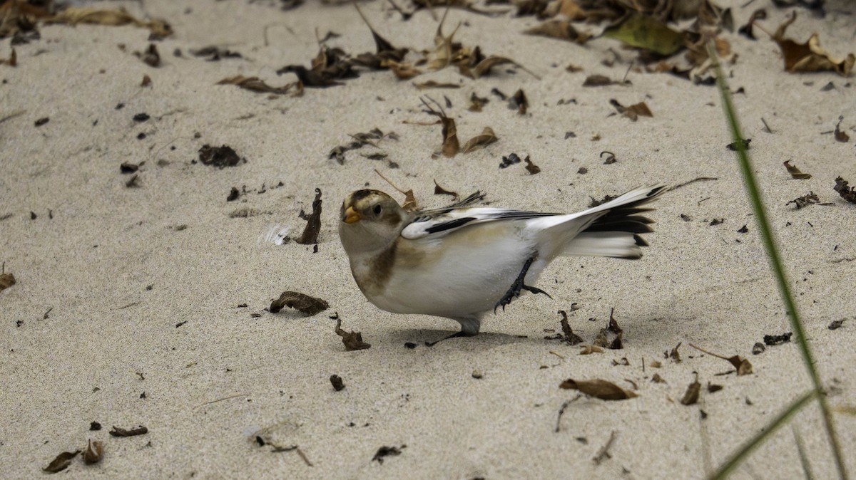 Snow Bunting - ML644444779