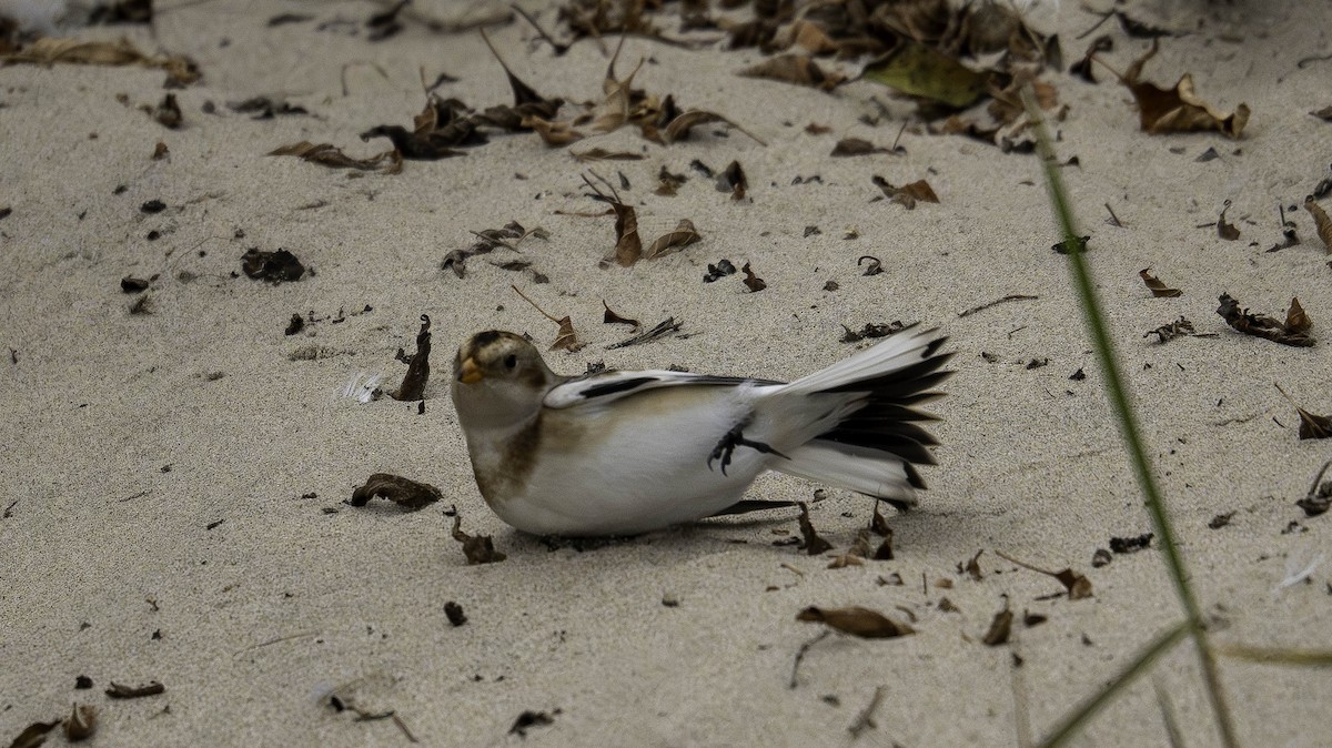 Snow Bunting - ML644444780