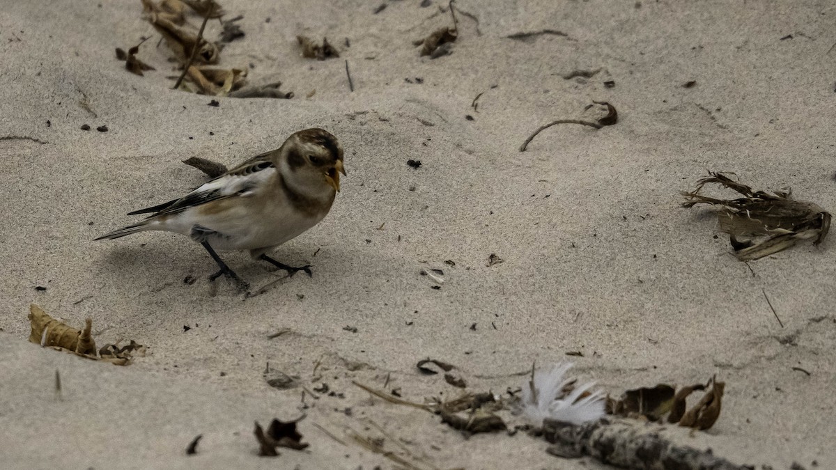 Snow Bunting - ML644444781