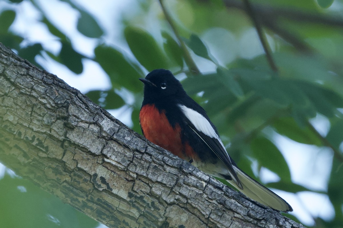 Painted Redstart - ML644444783