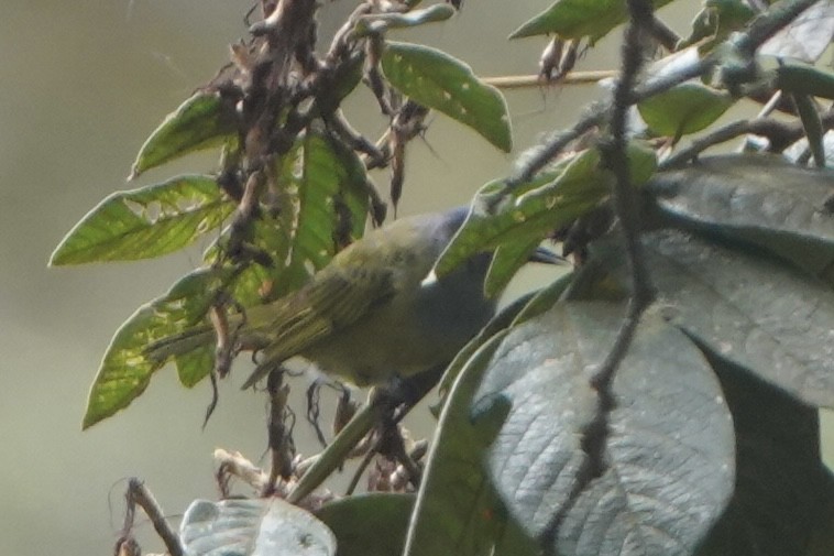 ボウシマルハシミツドリ - ML644444784