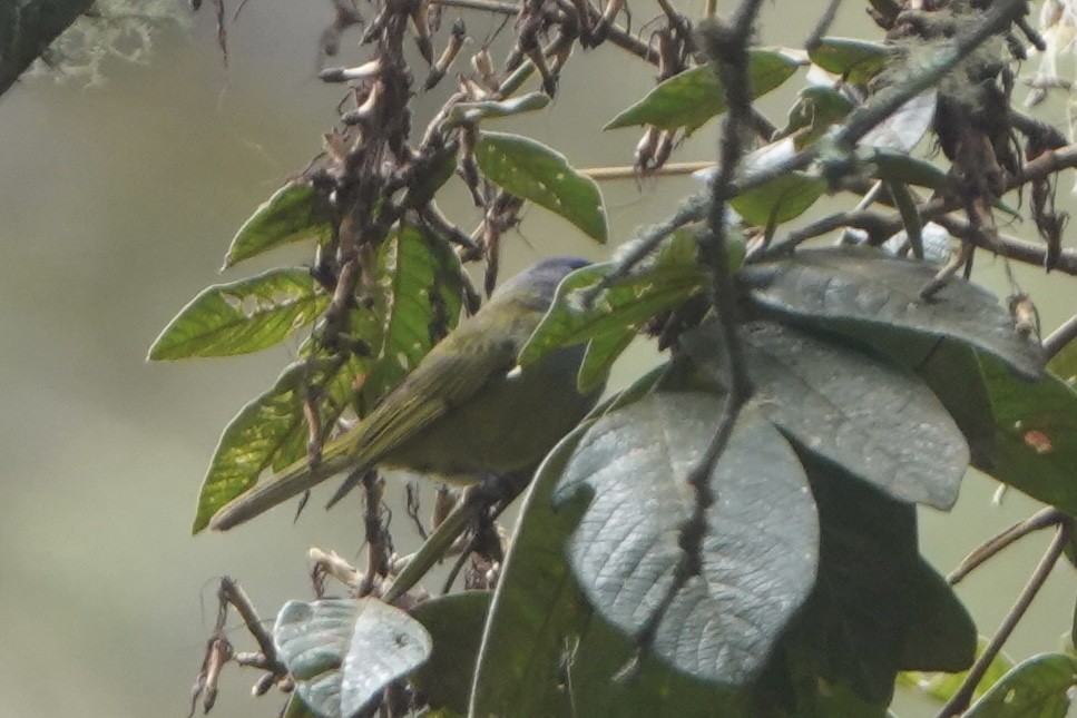 ボウシマルハシミツドリ - ML644444785