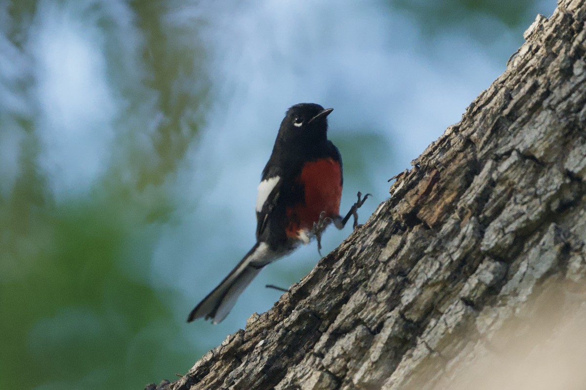 Painted Redstart - ML644444787