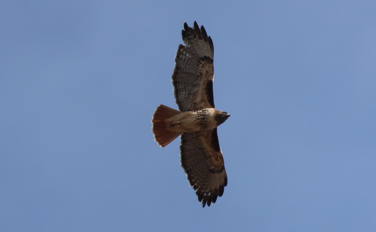 Red-tailed Hawk - ML644444789