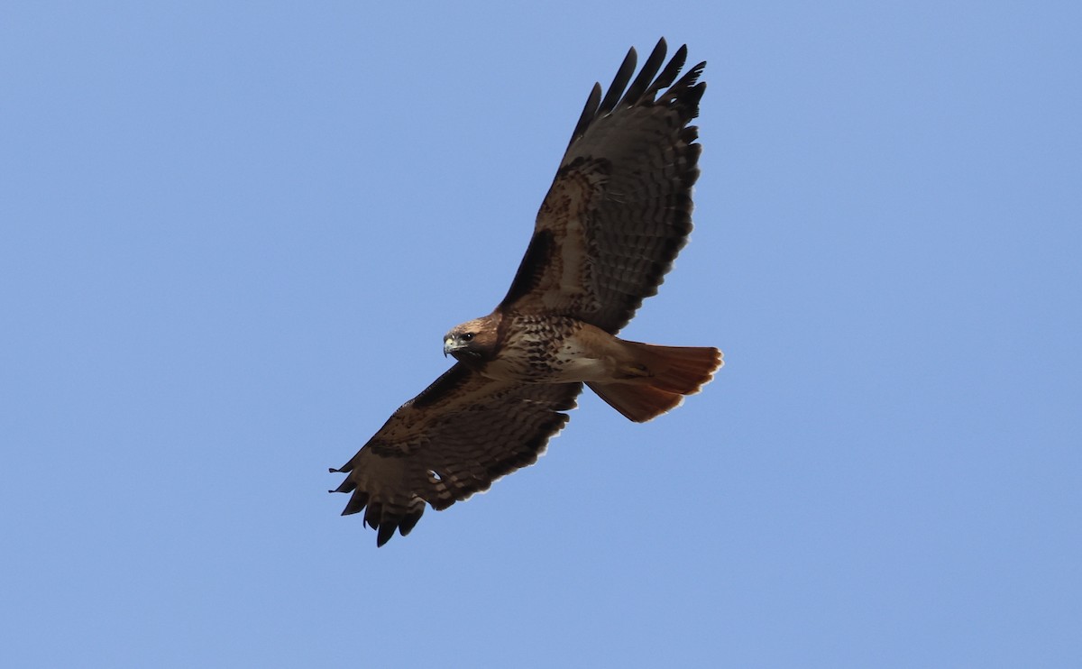 Red-tailed Hawk - ML644444790