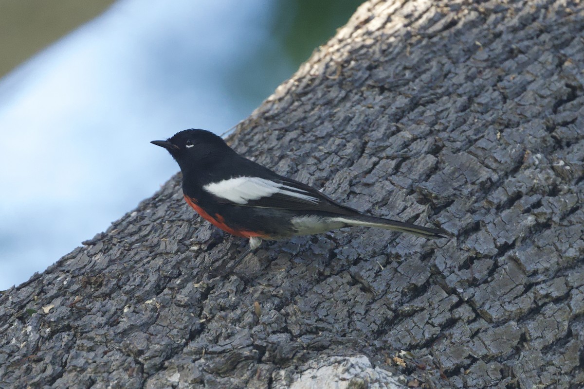 Painted Redstart - ML644444792