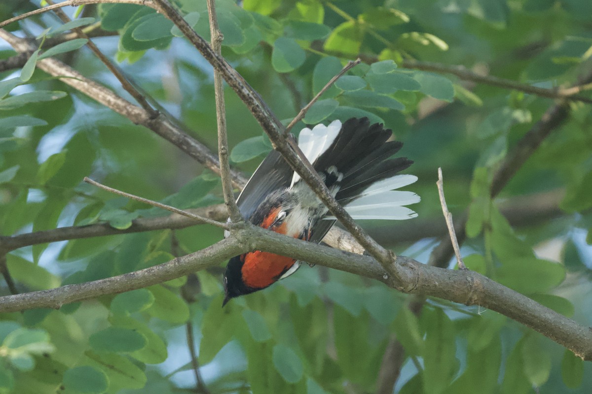 Painted Redstart - ML644444795