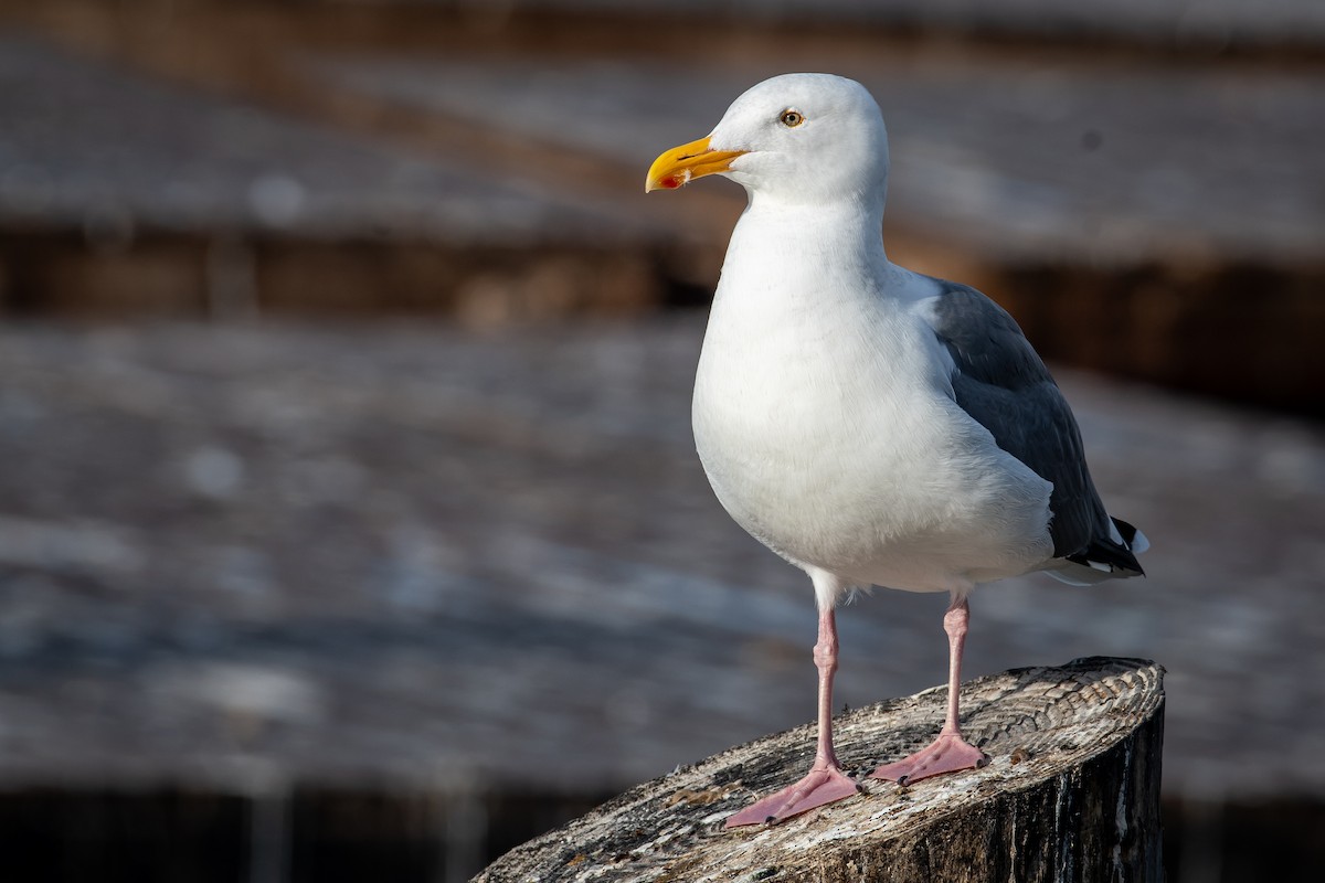 Western Gull - ML644444799