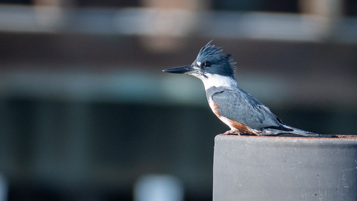 Martin handi iparramerikarra - ML644444801