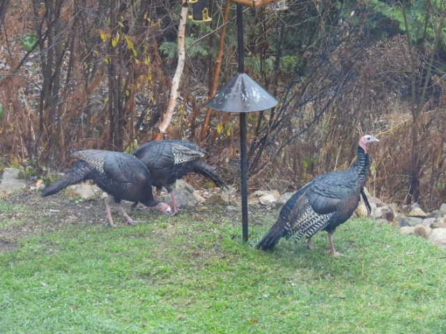 シチメンチョウ - ML644444802