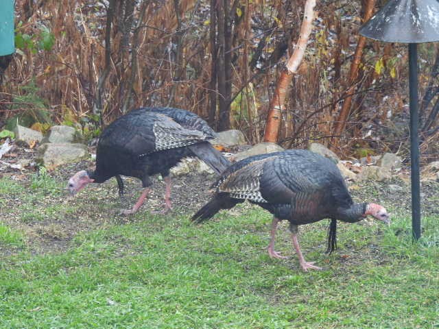 シチメンチョウ - ML644444803