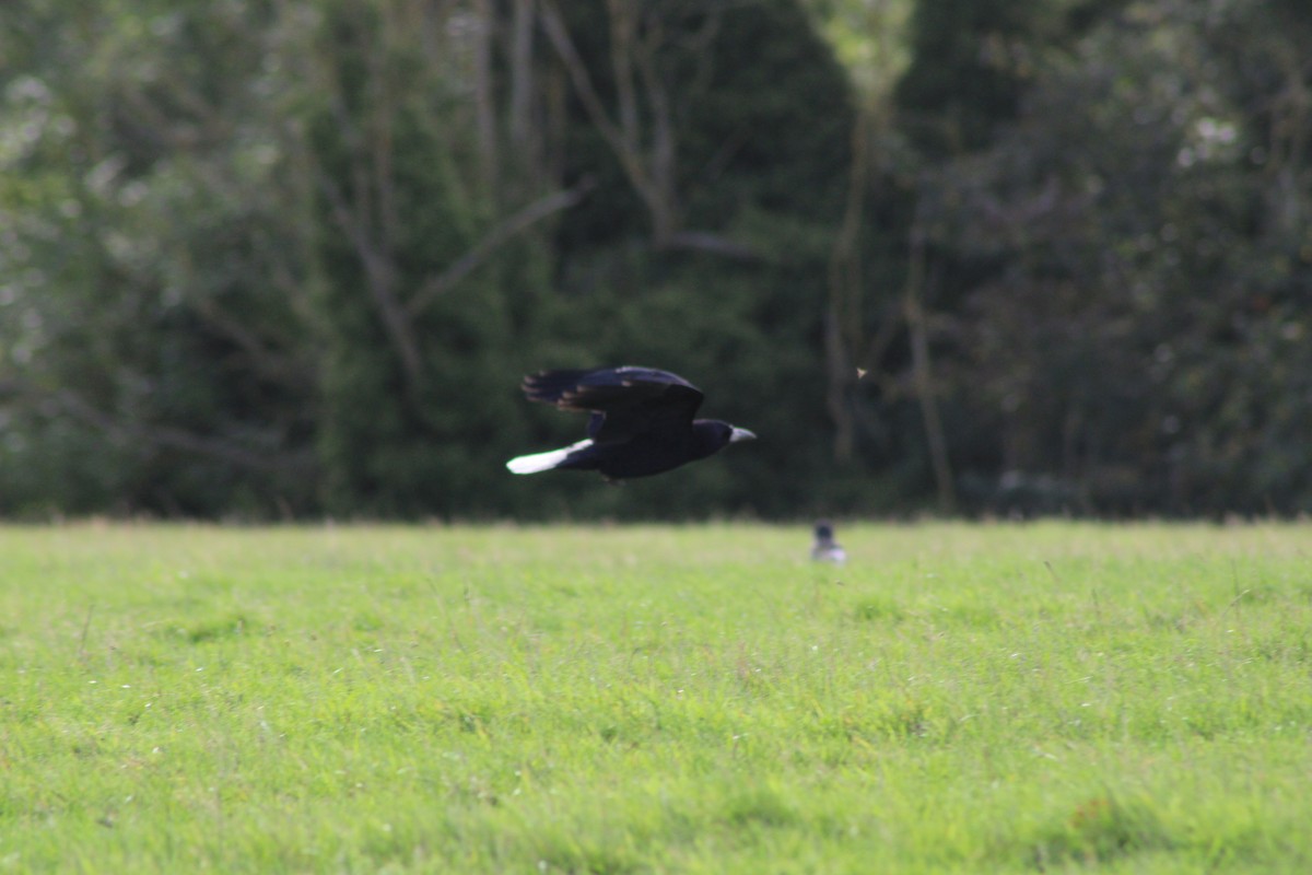 Ekin Kargası - ML644444810