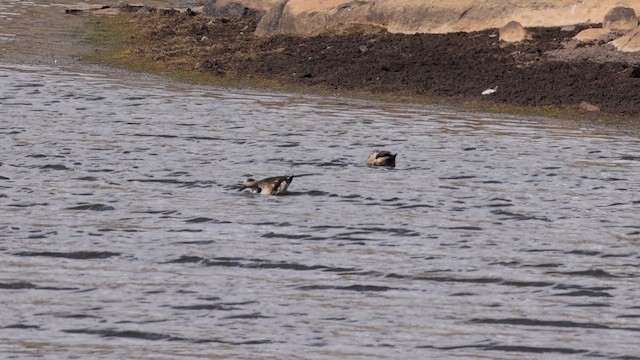 Crested Duck - ML644444811
