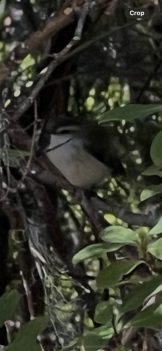 Rifleman - ML644444835