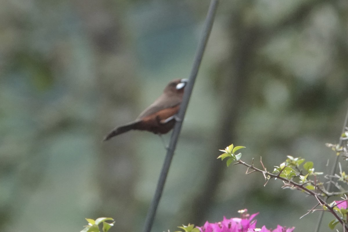 Silver-beaked Tanager - ML644444840
