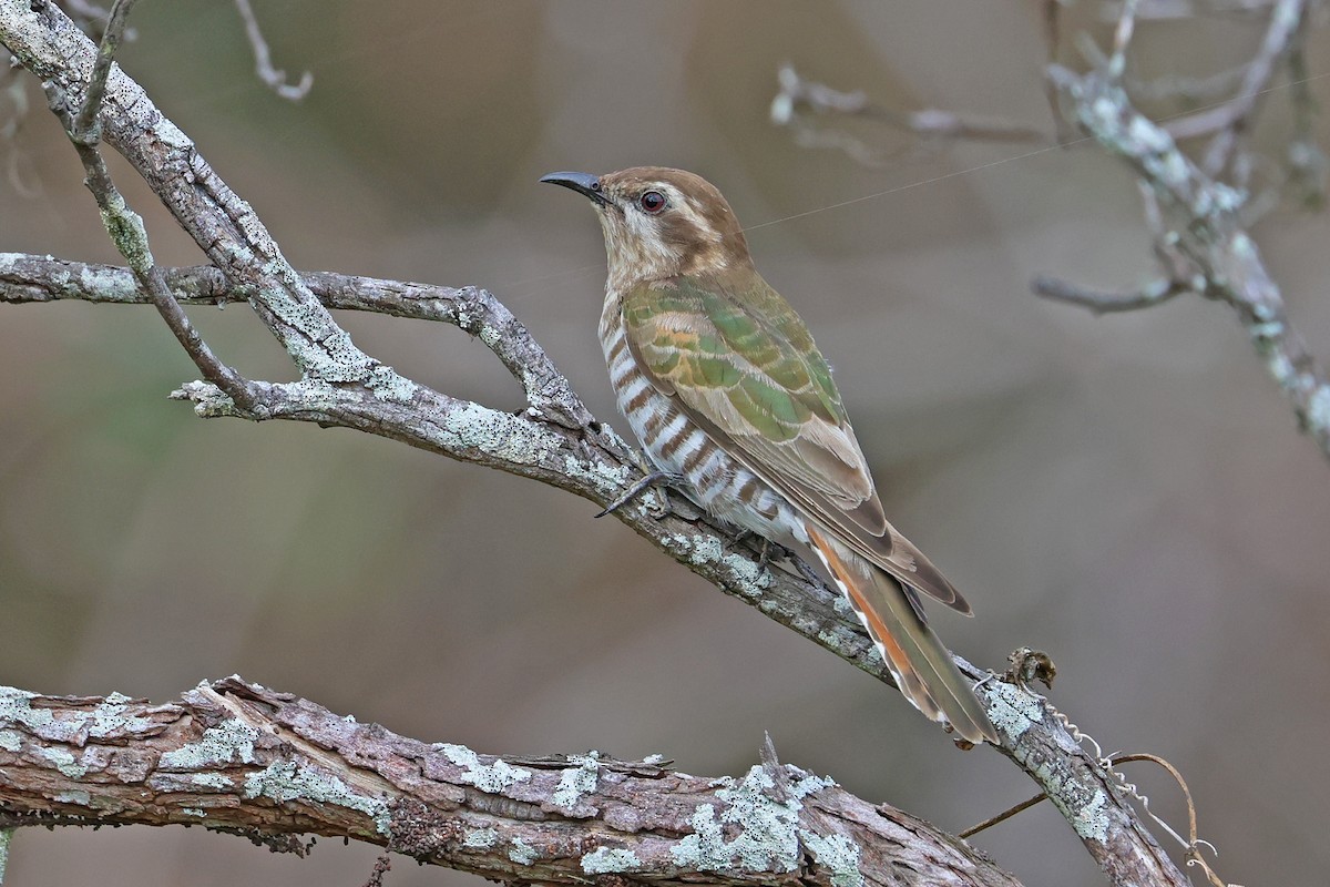 マミジロテリカッコウ - ML644444842