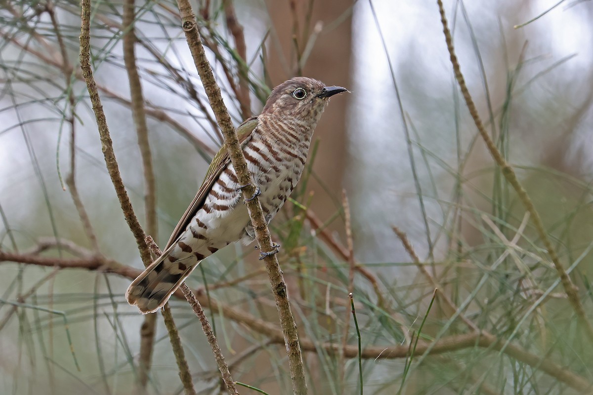 Shining Bronze-Cuckoo (Golden) - ML644444848