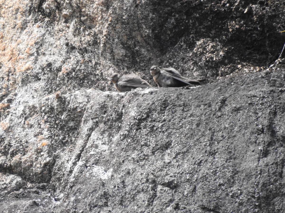 Dusky Crag-Martin - ML644444852