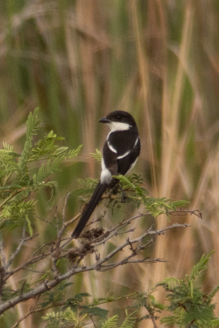 Northern Fiscal - ML644444854