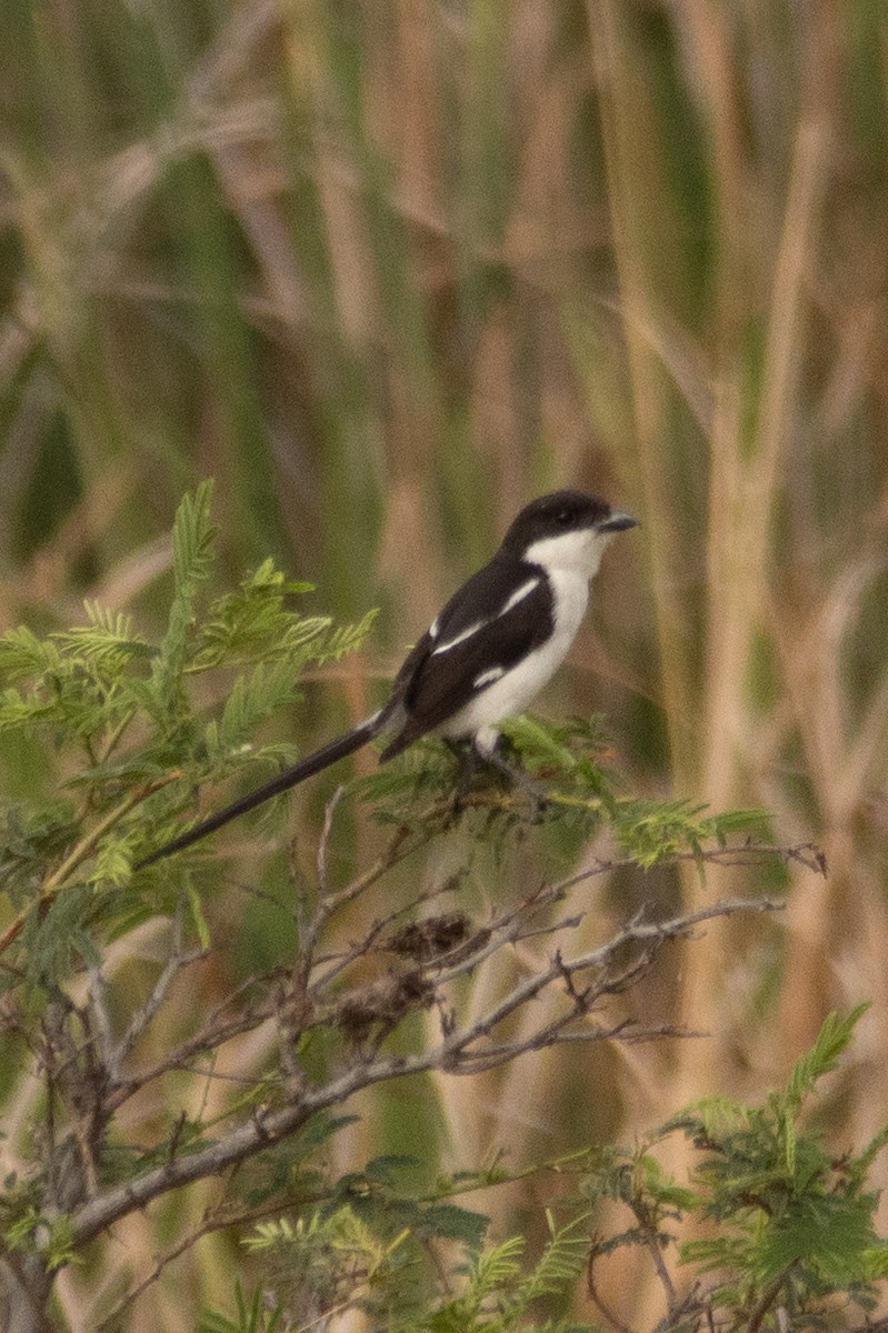 Northern Fiscal - ML644444855