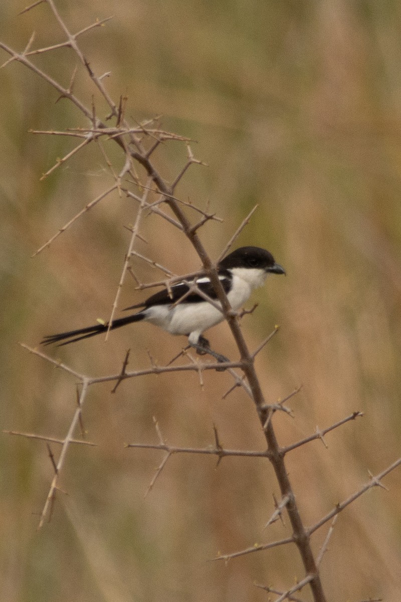 Northern Fiscal - ML644444856