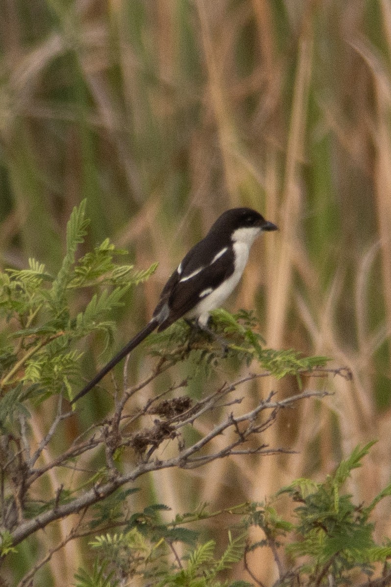 Northern Fiscal - ML644444857