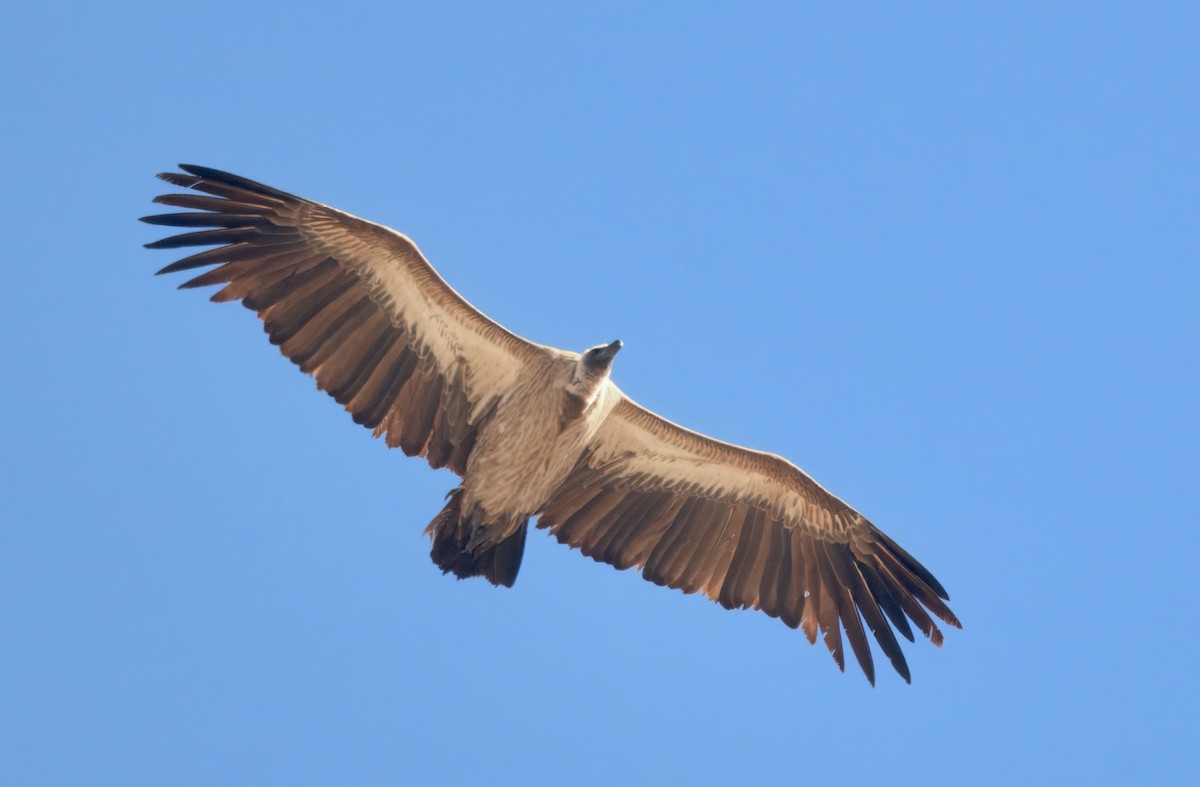 Buitre Dorsiblanco Africano - ML644444858