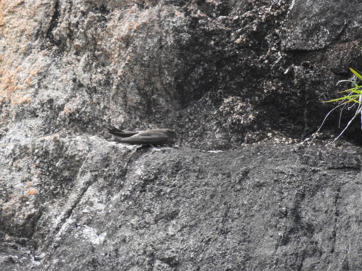 Dusky Crag-Martin - ML644444860