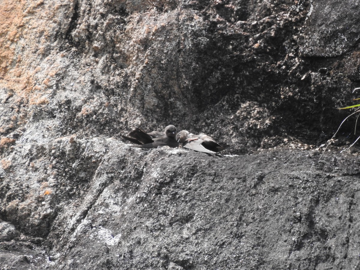 Dusky Crag-Martin - ML644444863