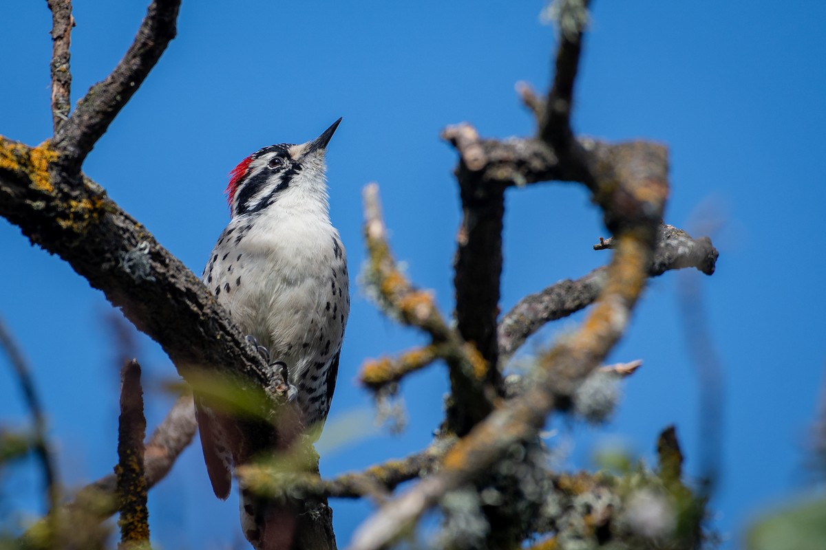 Nuttall's Woodpecker - ML644444864