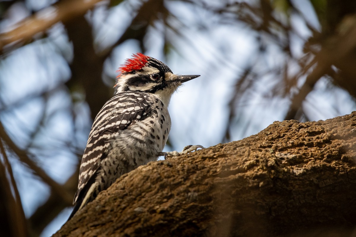 Nuttall's Woodpecker - ML644444865