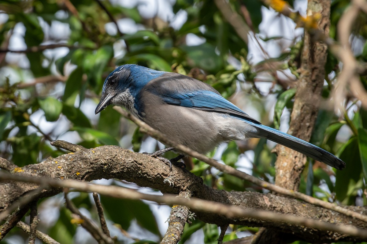 California Scrub-Jay - ML644444877