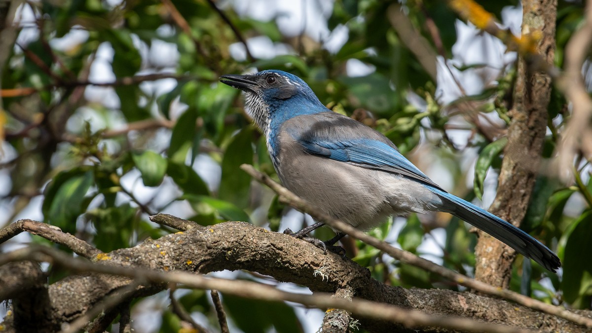 California Scrub-Jay - ML644444878