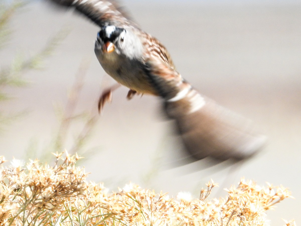 White-crowned Sparrow - ML644444881